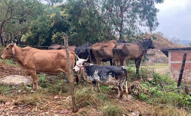 Defesa Civil de Itaperuna inicia apreenso de bovinos soltos em vias pblicas do municpio