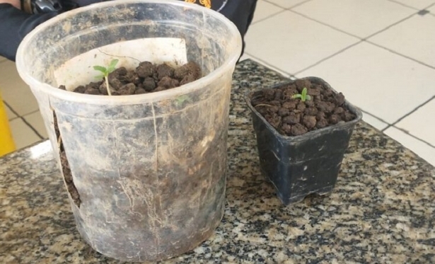 Polcia descobre ps de maconha cultivados por adolescente em Itaperuna