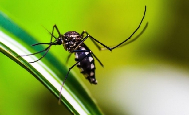  Estado do Rio Mantm Decreto de Epidemia para Dengue