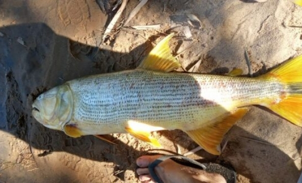 Autoridades investigam mortandade de peixes nos municípios de Itaocara e São Fidélis