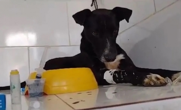Chumbinho foi usado em série de mortes de cães e gatos em Laje