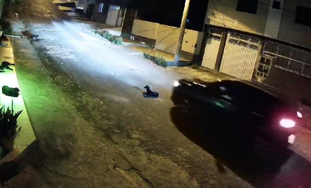Motorista foge aps atropelar e matar cadela em Itaperuna