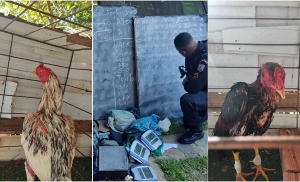 Polícia fecha rinha de galos em Cambuci