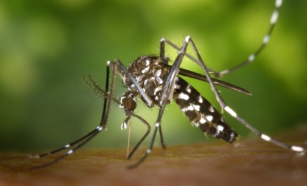 Tendncia de alta nos casos de dengue no Estado do Rio de Janeiro
