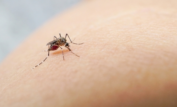 Dengue: Itaperuna, Italva e Natividade em alerta