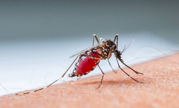 Dengue j matou 15 pessoas no Brasil em 2024