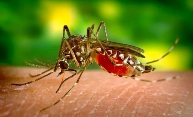 Casos de dengue no estado do Rio aumentam 56% em uma semana