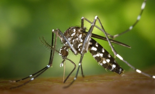 Casos de dengue aumentam na Regio Noroeste Fluminense