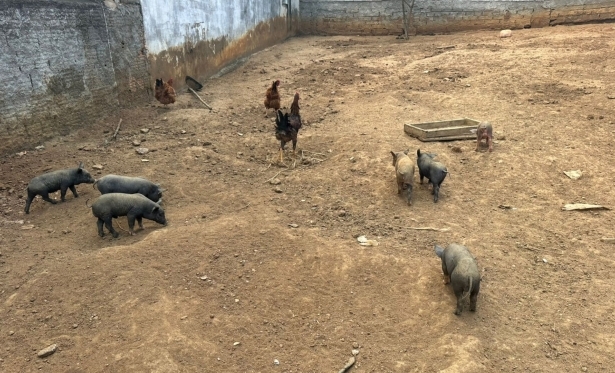 Chiqueiro sem licena  flagrado pela polcia ambiental em Cardoso Moreira