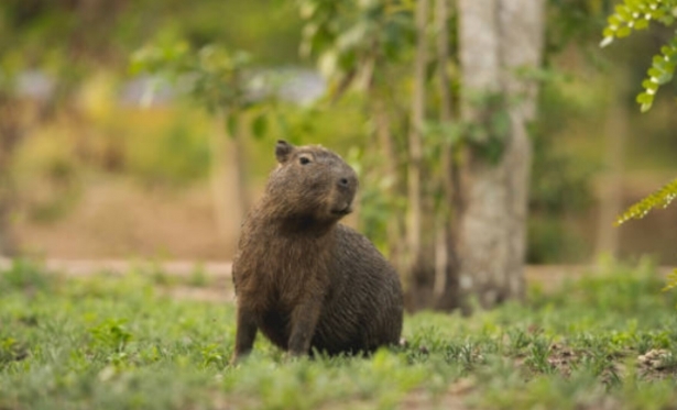 Motociclista fica ferido após colidir com capivara na RJ-220, entre Natividade e Porciúncula