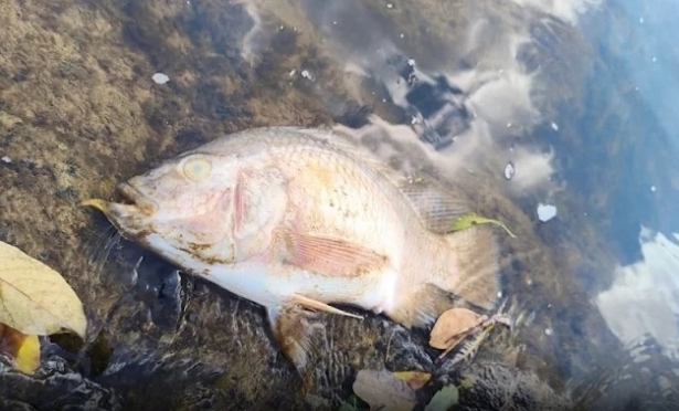 Espuma, mau cheiro e peixes mortos preocupam moradores do entorno do Rio Pomba