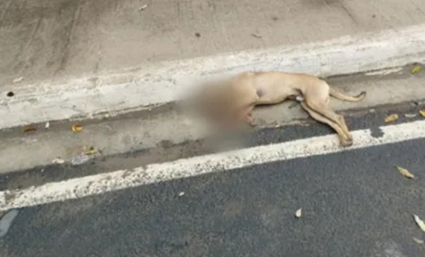 Cachorro que foi atropelado em Itaperuna precisa urgentemente de lar temporrio