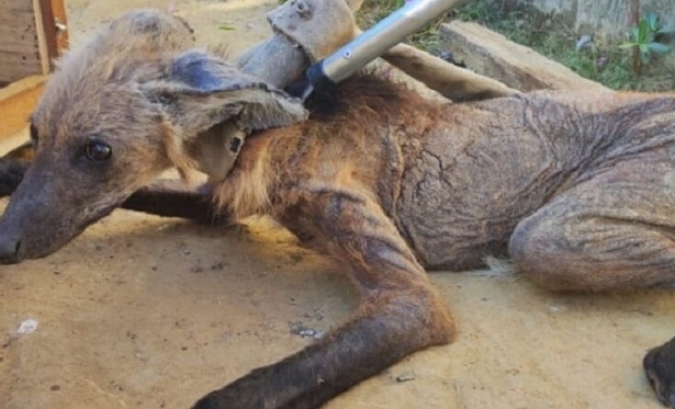 Filhote de lobo-guará debilitado é resgatado em Pádua