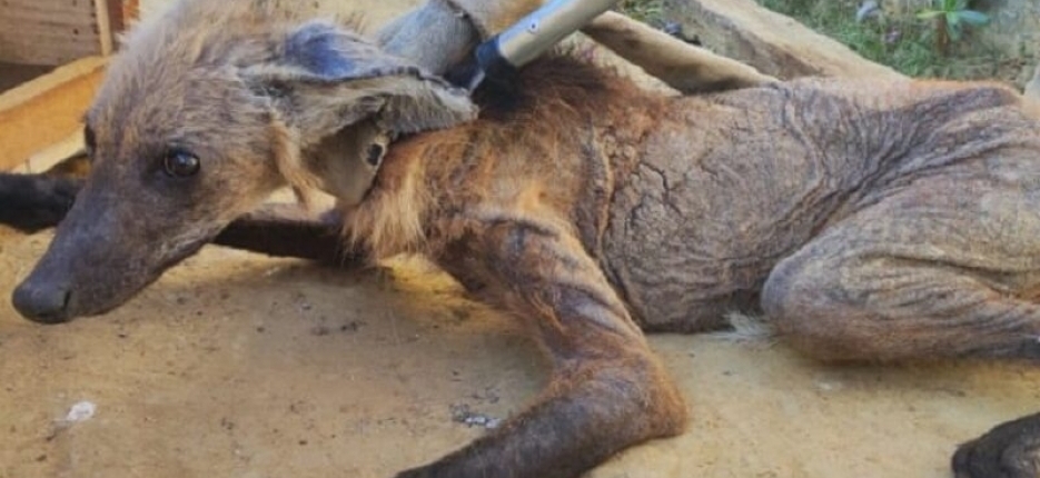 Filhote de lobo-guará debilitado é resgatado em Pádua
